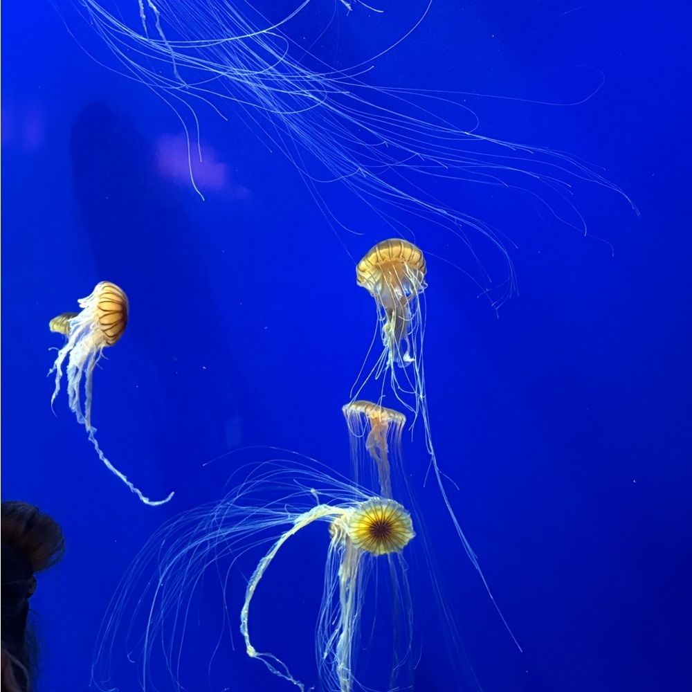 Meet your Posher, Tamara